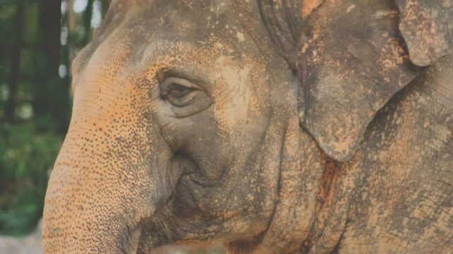 Two large land mammals, Asian elephants, elephas maximus standing side by side, covered in mud, flapping its ears, uses its long trunk to pick up food, eating branches with leaves on the ground.