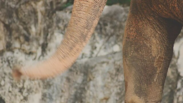 Two large land mammals, Asian elephants, elephas maximus standing side by side, covered in mud, flapping its ears, uses its long trunk to pick up food, eating branches with leaves on the ground.