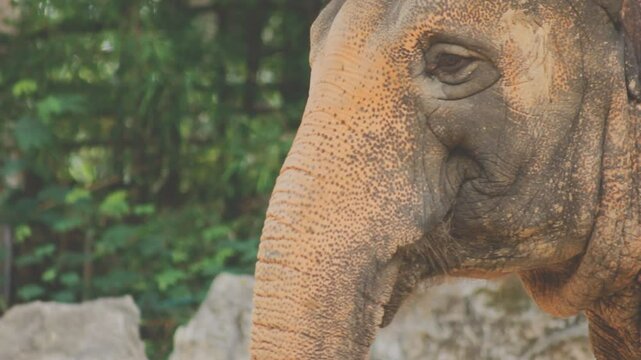 Two large land mammals, Asian elephants, elephas maximus standing side by side, covered in mud, flapping its ears, uses its long trunk to pick up food, eating branches with leaves on the ground.