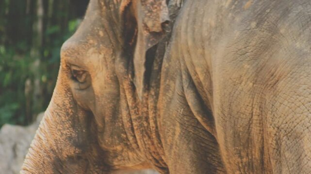 Two large land mammals, Asian elephants, elephas maximus standing side by side, covered in mud, flapping its ears, uses its long trunk to pick up food, eating branches with leaves on the ground.