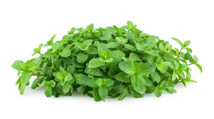 Obraz premium Fresh peppermint plant isolated on white, ideal for gardening and herbal themes