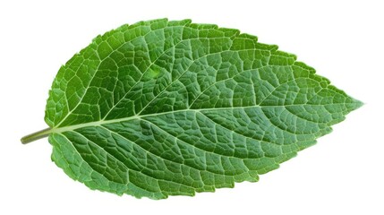 Obraz premium Vibrant mint leaf close-up isolated on white, ideal for botanical and herbal themes