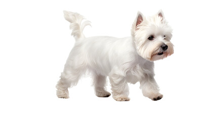 west highland white terrier dog walking, studio shot isolated