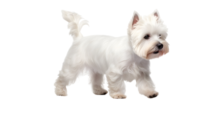 west highland white terrier dog walking, studio shot isolated