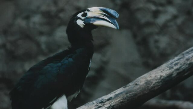 Yellow Billed Hornbill Great hornbill, Great indian hornbill, Great pied hornbill, Hornbill, selective focus