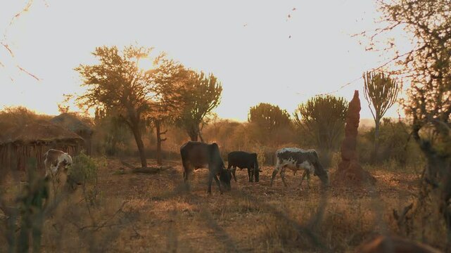 Herd of cows grazes in savannah on outskirts of settlement with bomas huts. Livestock farming is basis of life in Africa. Obtaining and consuming meat and dairy products