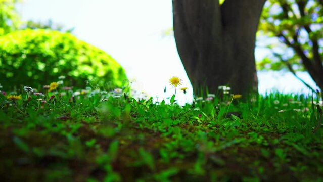 【4K】木陰の春/H.265/音無し