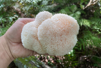 Lion's Mane mushroom on oak tree in the autumn forest. ( Hericium erinaceus )   © IgorCheri