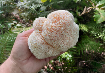 Lion's Mane mushroom on oak tree in the autumn forest. ( Hericium erinaceus )   © IgorCheri