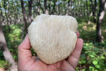 Lion's Mane mushroom on oak tree in the autumn forest. ( Hericium erinaceus )   © IgorCheri