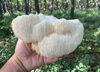 Lion's Mane mushroom on oak tree in the autumn forest. ( Hericium erinaceus )   © IgorCheri