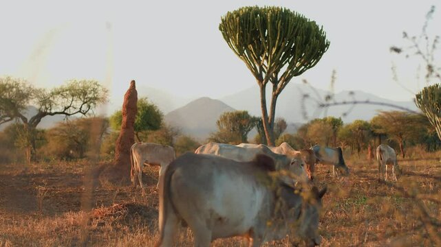 Herd of cows grazes in savannah with sparse trees and cacti and eats semi-dry grass. Beautiful landscape with ridges of mountains in haze on horizon