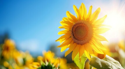 Obraz premium Sunlit Sunflower Blooming in a Bright Summer Field
