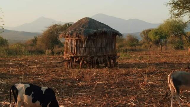 Typical african bomas hut on stilts made of branches and thatched roof. Herd of cows grazes in settlement in shroud with ridge of mountains on horizon in light haze
