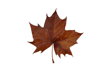 Dried Brown Autumn Maple Leaf isolated on white background