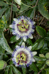 Passiflora Caerulea Passion Flower