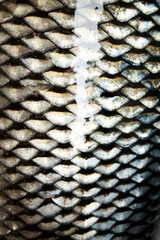 texture of freshwater fish scales © Insan