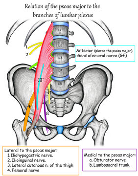 Relation of psoas major to the branches of lumbar plexus