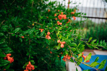 A closed pomegranate flower on a tree branch. Green foliage. A bush of a thermophilic plant. Garden.