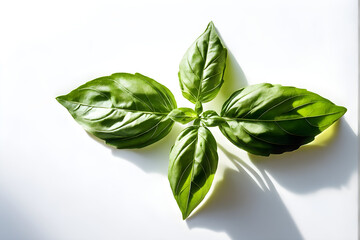 Obraz premium Basil isolated. Basil leaf flat lay on white background. Green basil leaves collection top view. Full depth of field. 