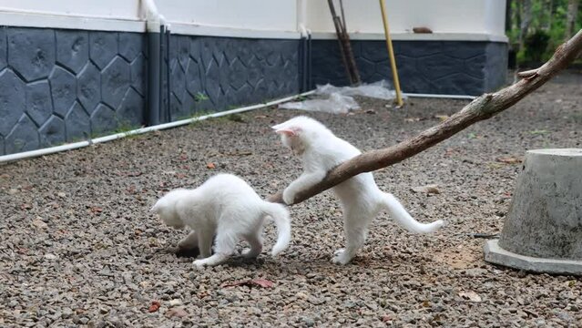 Three adorable white kittens enjoy playful moments together outdoors. Cute outdoor kitten playing.