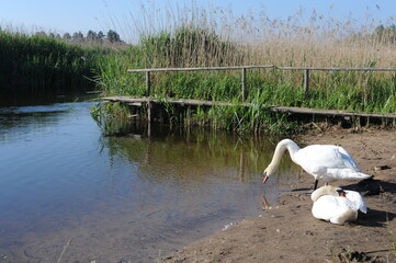 White swan couple on river bank on a sunny day in summer at Czarna Hancza river in eastern Poland, Europe