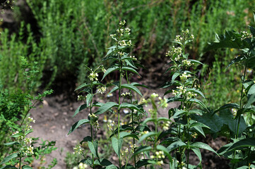 In spring, Vincetoxicum hirundinaria blooms in the forest
