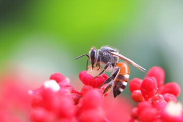 Side view of a honey bee sucking nectar on Manila Leea red flower. Nature background