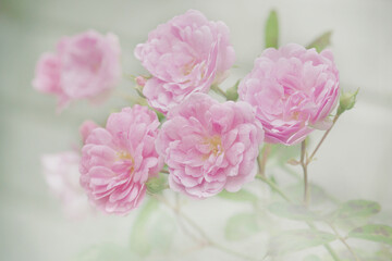 Fototapeta premium Pink Roses