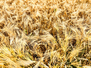 Rural scenery. Background of ripening ears of wheat field and sunlight. Crops field. Selective focus. Field landscape.
