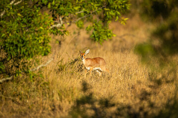 Small duiker foraging in the african bush
