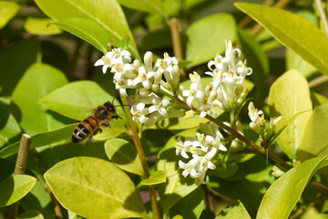 Flying Western honey bee (Apis mellifera), white flowers of garden privet, oval-leaved privet (Ligustrum ovalifolium). June, Dutch garden.