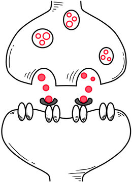 synaptic cleft and neurotransmitters created by black and red line