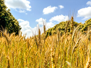 Obraz premium Panorama of an agriculture wheat field. Wheat field on an agriculture farm. Country side farm lanscape with grain and trees in background. Bue sky.Farming concept scenic place
