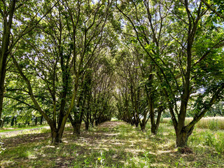 Rural gravel road (alley) through mighty green linden trees. Soft sunlight, sunbeams. Fairy forest landscape. Picturesque scenery. Pure nature. Art, hope, heaven, loneliness, wilderness concepts