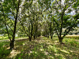 Rural gravel road (alley) through mighty green linden trees. Soft sunlight, sunbeams. Fairy forest landscape. Picturesque scenery. Pure nature. Art, hope, heaven, loneliness, wilderness concepts