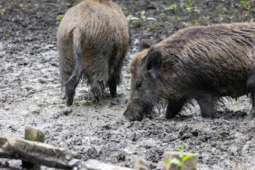 Wild boar (Sus scrofa) in the forest