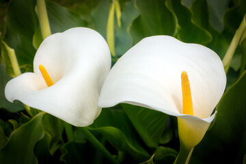Arum blanc, en gros plan, avec feuillage en arrière plan