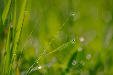Fototapeta premium Park, grass with dew drops, photo taken with a macro lens