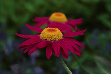 Tanacetum coccineum, commonly called painted daisy or pyrethrum