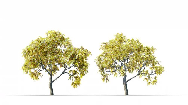 Dyamona trees grow from small to large. High quality 3d tree on the wind. Photorealistic tree 3d rendering Animated by Wind, with Alpha Channel