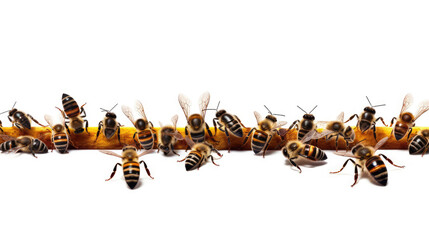 Wildlife insects animals bees banner panorama long - Collection of bee (Apiformes or Anthophila), isolated on white background, Generative AI
