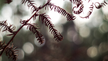 Macro de feuilles de fougère, dans la forêt des Landes de Gascogne