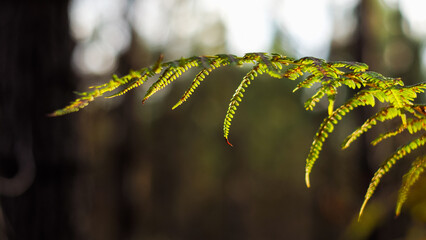 Macro de feuilles de fougère, dans la forêt des Landes de Gascogne