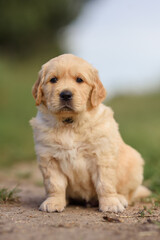 small dog golden retriever labrador puppy sitting on the road. dog for sale