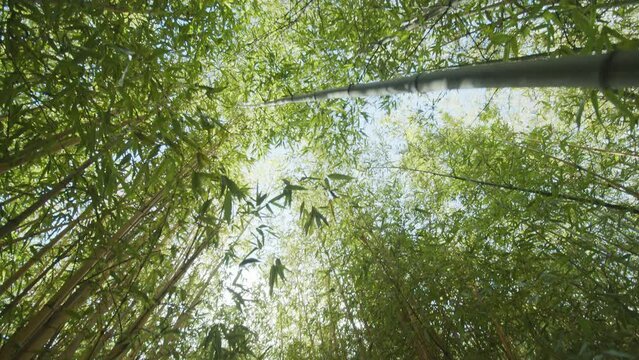 Camera following between green bamboo culms and leaves. Bamboo forest background.