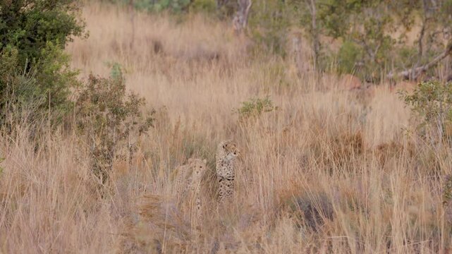  2 Cheetahs Meet in Tall Dry Grass