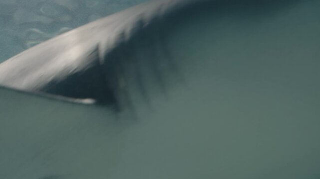 Sharks with sharp teeth swim underwater.