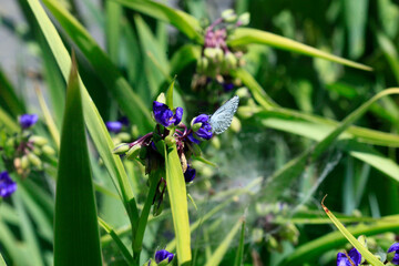 Colorful flowers in summer garden
