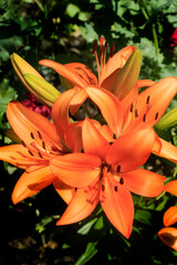 Colorful lilies in summer garden
